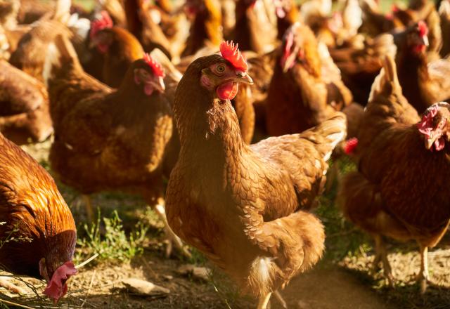 On parie que vous ne savez pas d'où viennent les poulets que vous mangez