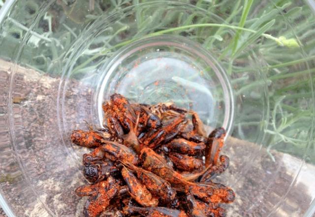 Insectes aux épices cajun pour l'apéro