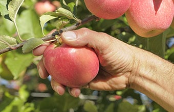 La Pink Lady®, du champ à l’assiette