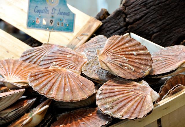 Une très bonne année pour les coquilles Saint-Jacques : va-t-on les payer moins cher ?