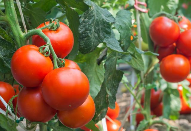 Voici pourquoi vous devriez mettre une tasse jaune aux pieds de vos tomates !