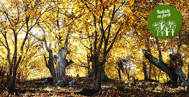 Cette semaine, on vous emmène en balade dans les bois