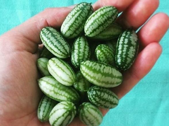 Cucamelon, mi pastèque mi concombre = le fruit le plus mignon du monde