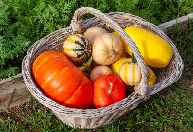 Courge, potimarron, citrouille : comment savoir quand ils sont mûrs ?