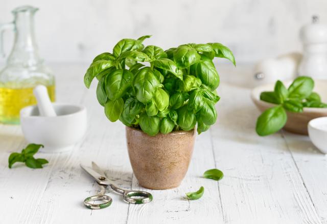 Voici pourquoi votre basilic en pot acheté au supermarché meurt rapidement