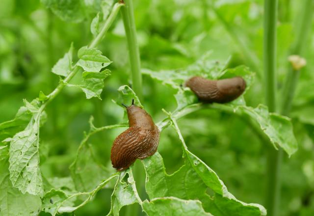 Ce fruit peut vous aider à repousser naturellement les limaces de votre jardin