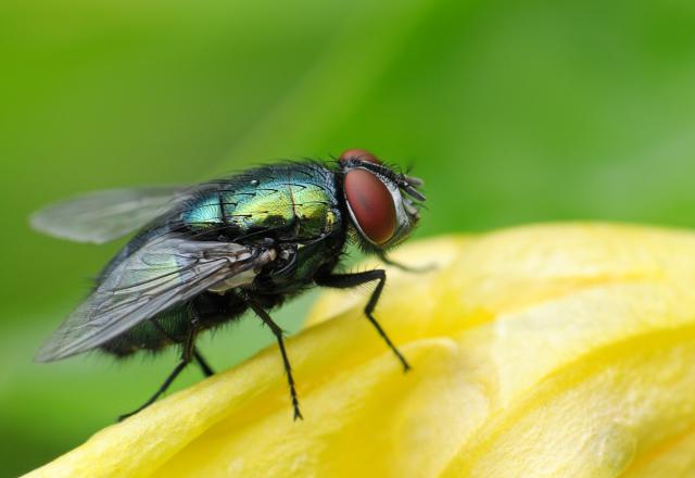 3 astuces naturelles pour éloigner les mouches de votre cuisine