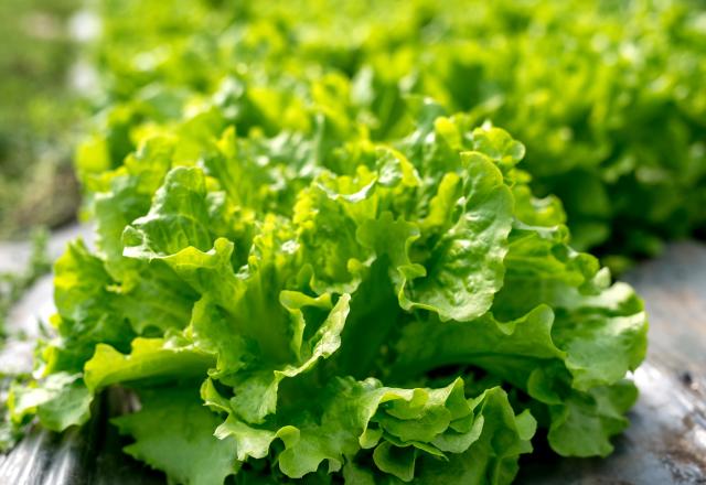 Santé : est-ce une bonne idée de manger de la salade verte tous les jours ?