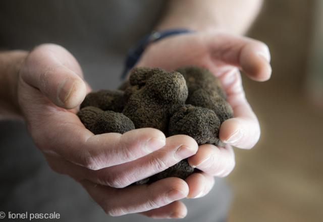 Truffe noire : Comment la choisir, la conserver et la cuisiner ?