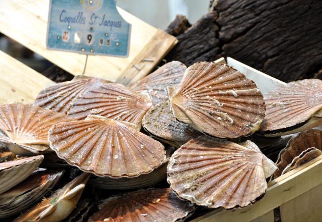 Comment bien choisir ses coquilles Saint-Jacques ?