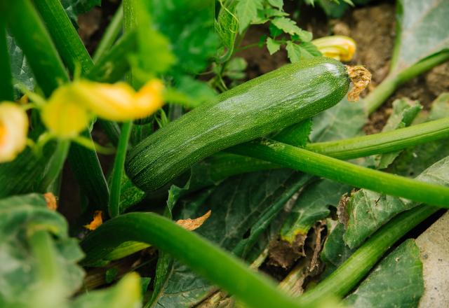 Selon cette étude, un jeune sur cinq ne sait pas reconnaître une courgette sur une photo  !