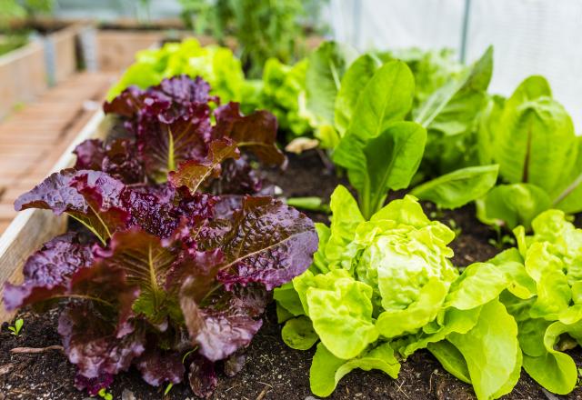 Insolite : des astronautes cultivent des salades… dans l’espace