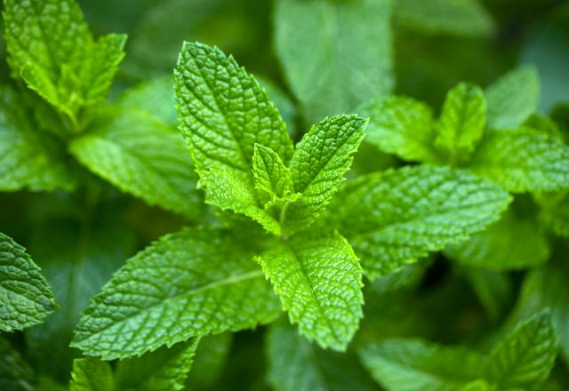 Vous avez de la menthe fraîche ? Voici nos astuces pour la garder intacte le plus longtemps possible