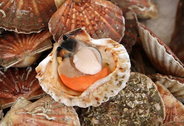 Comment ouvrir les coquilles Saint-Jacques ?