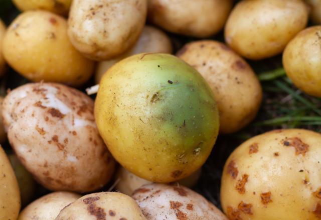 Peut-on manger sans risque une pomme de terre verte ?