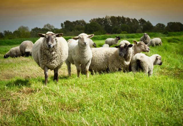 Tu viens de la campagne si t'arrives à avoir 10/10 à ce quiz sur l'élevage