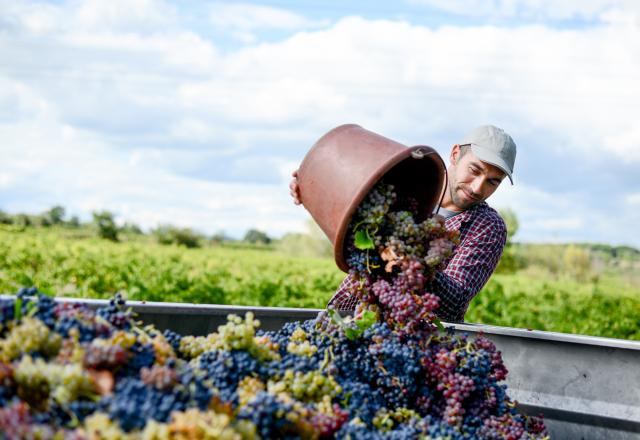 Les récoltes de vin en baisse de 30% en 2021