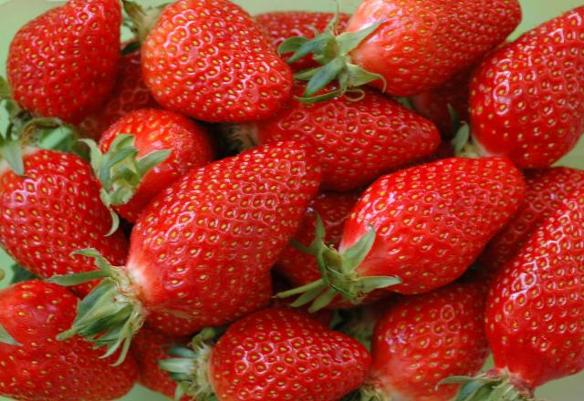 Sylvie Delaurier, productrice de fraises à Damazan, Lot-et-Garonne