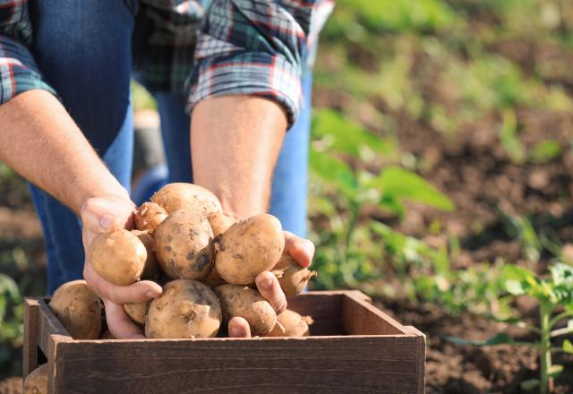 On aime les patates, mais sont-elles bonnes pour notre santé ?