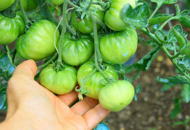 Comment faire de la confiture de tomates vertes avec les tomates qui n’arriveront pas à maturité dans votre jardin ?