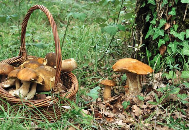 Jusqu'à 45 000€ d'amende pour la cueillette de champignon sauvage