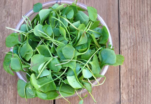 Surnommé la salade de l’hiver, cet ingrédient riche en vitamine C est conseillé pour booster son immunité !