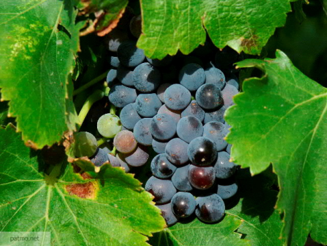 Vin de figues