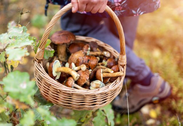 Intempéries : ces champignons à aller cueillir absolument cette semaine !