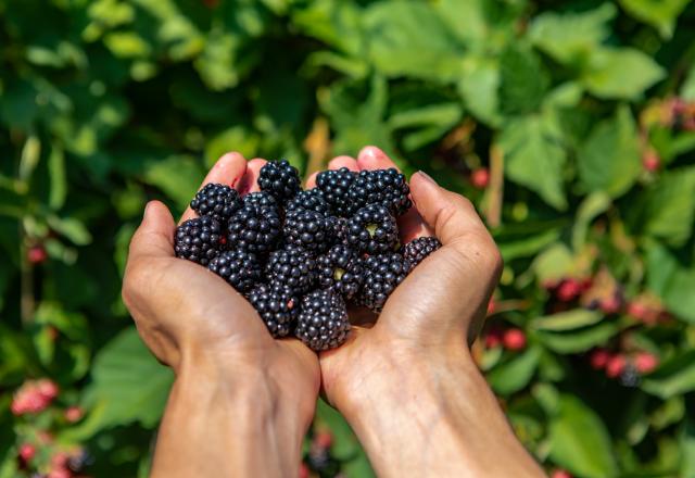 Nos conseils pour bien nettoyer les fruits sauvages que l’on cueille ?