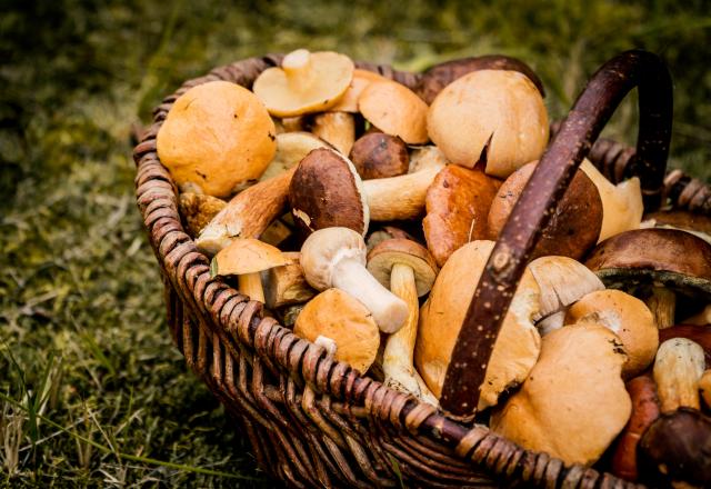 Champignons : 3 façons de les conserver