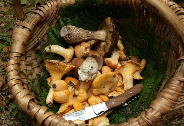 Champignons et intoxications : une virologiste dévoile les règles à respecter pour ne pas prendre de risque !