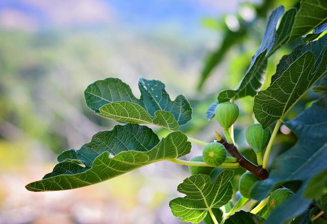 5 idées gourmandes pour utiliser les feuilles de figuier en cuisine