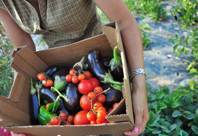 Les cueillettes de fruits & légumes