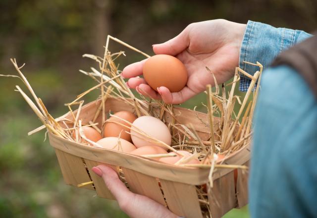 Pourquoi est-il recommandé de ne plus consommer les œufs des poules domestiques en Île-de-France ?