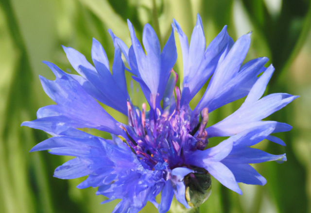 Corn flower