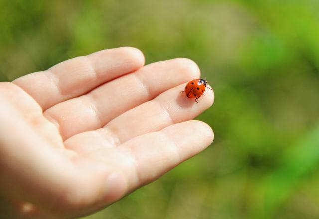 Pourquoi vous ne mangerez sans doute pas d'insectes dans le futur ?