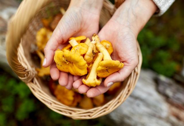 Comment repérer facilement les meilleurs coins à chanterelles et trompettes de la mort pour vos prochaines cueillettes ?