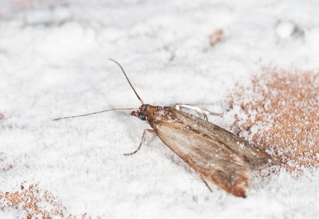 Comment se débarrasser efficacement des mites alimentaires dans votre cuisine ?