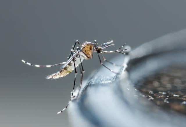 Avec seulement deux ingrédients banals, ce piège à moustique va sauver votre été !