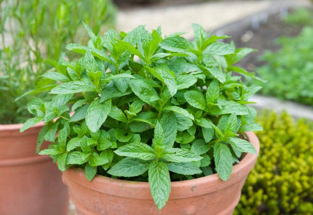 Ces 5 erreurs de débutants à ne plus commettre avec sa menthe en pot