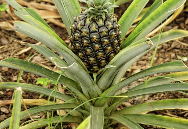 L'ananas et 8 fruits et légumes qui poussent on ne sait pas comment