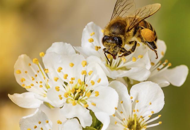 Pourquoi vous allez adorer le pollen alimentaire