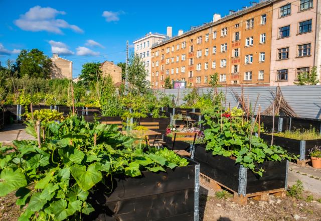 Certains légumes poussent mieux en ville qu’à la campagne. On vous explique comment !