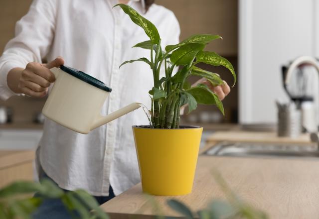 Ni coquilles d'œufs ni marc de café : voici le meilleur ingrédient pour faire pousser ses plantes