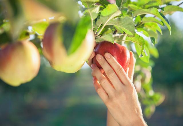 Vrai ou faux : ai-je le droit de cueillir les fruits qui dépassent chez un voisin ou sur la voie publique ?