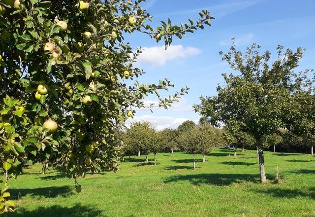 Comment ce globetrotteur veut révolutionner le marché du cidre fermier ?