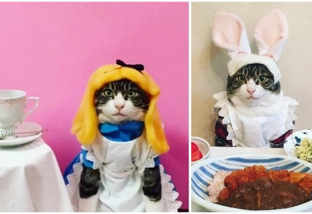 Ce chat gastronome est le nouveau chouchou d’Instagram