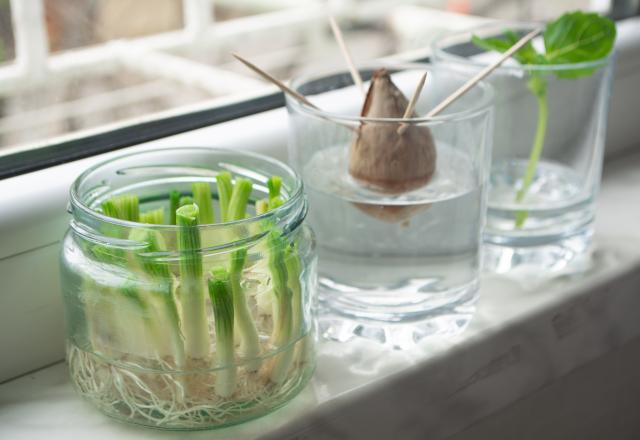 Comment faire repousser des légumes avec des restes ?