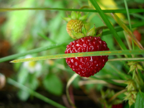 Fraises à la crème chocolatée