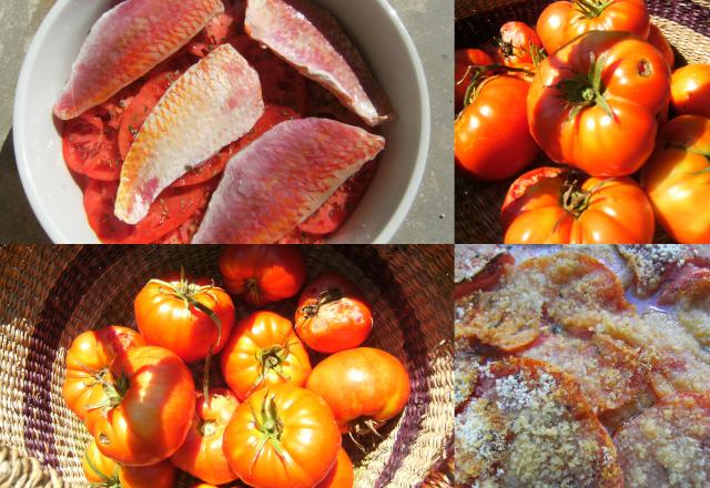 Tian de tomates aux rougets